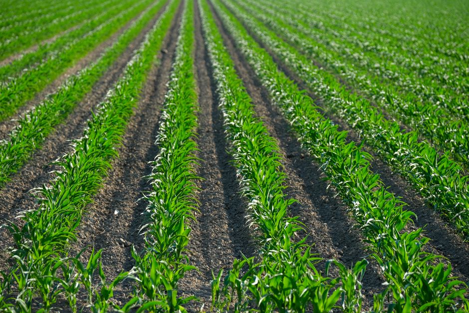 organic agricultural supplies