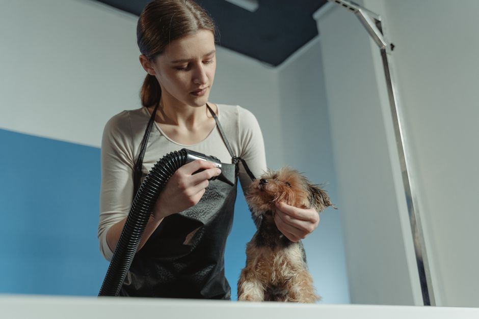 peluquería canina cerca
