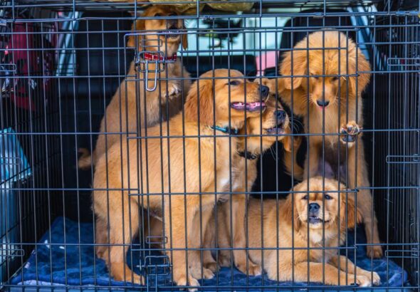 criador cachorros cerca